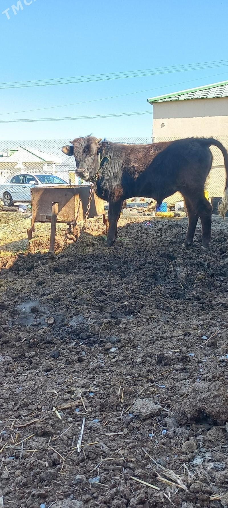 öküz - Gökdepe - img 1