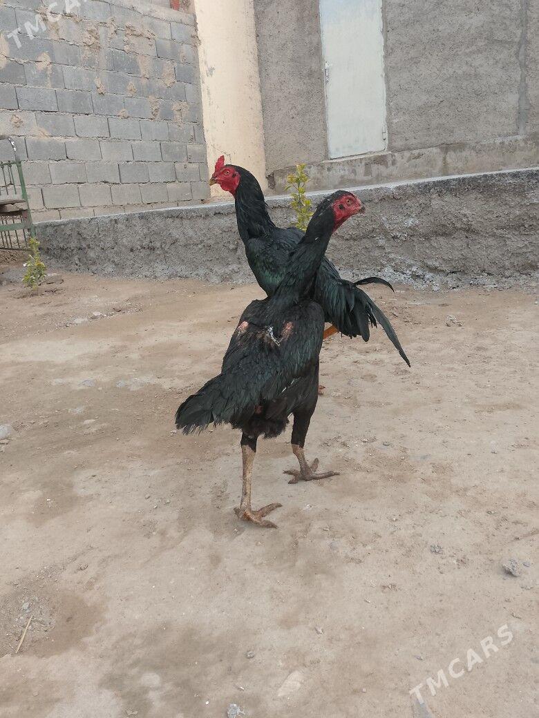 tasgent - Ашхабад - img 1