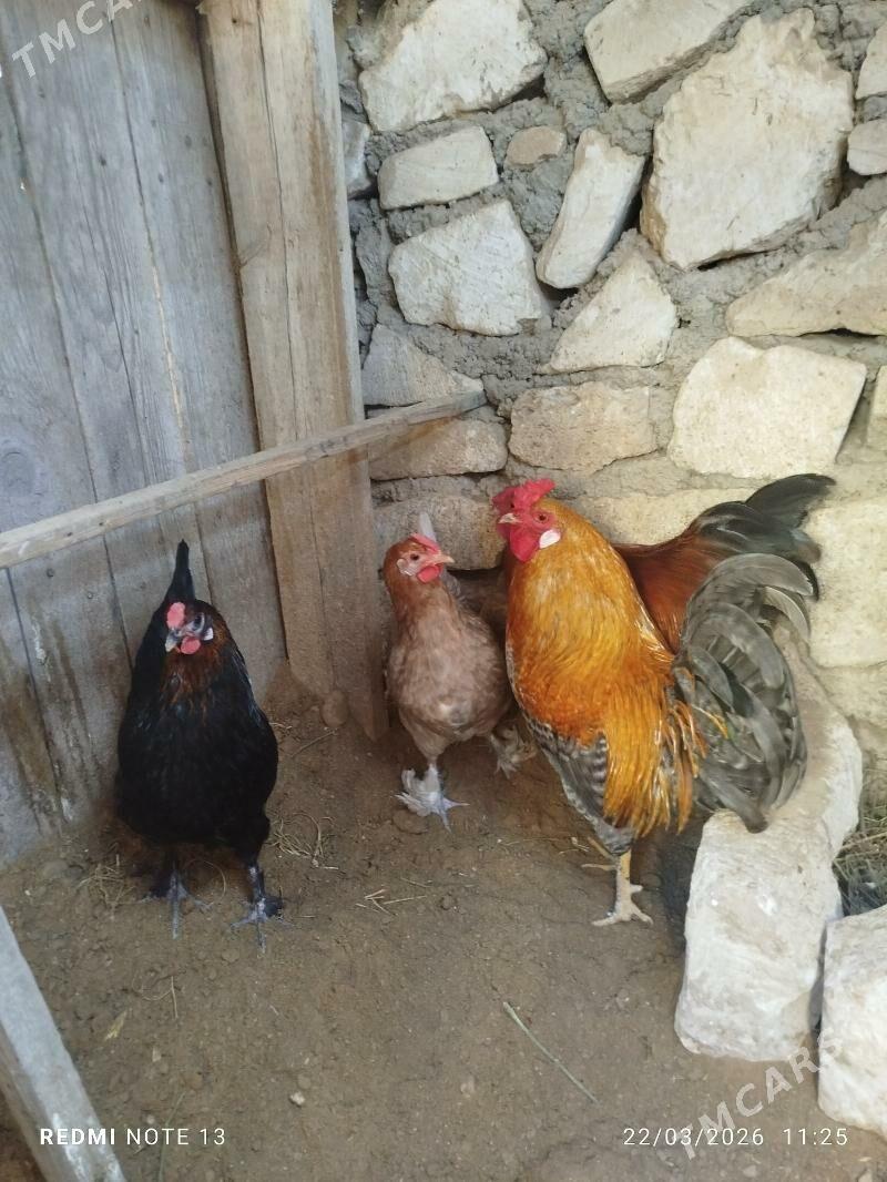 ýaş towuk - Туркменбаши - img 1