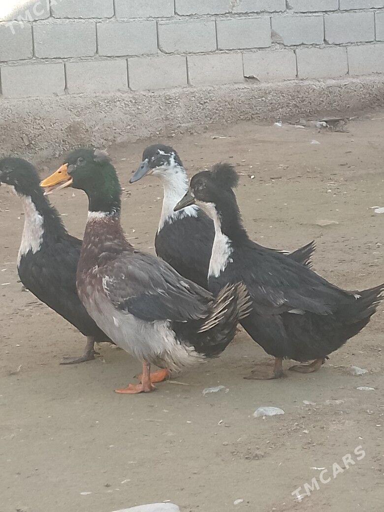 ordek - Ашхабад - img 1