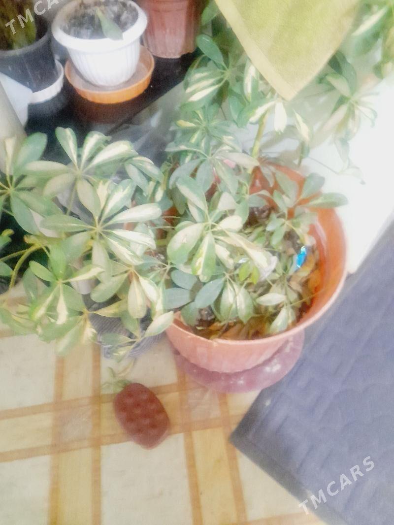 gyza - Aşgabat - img 1