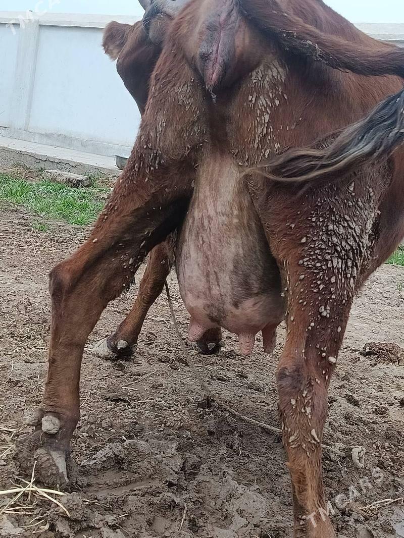 yetik bogaz sygyr - Туркменабат - img 1