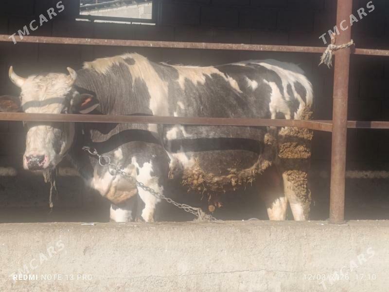 Bakylan ökuz - Бахарден - img 1