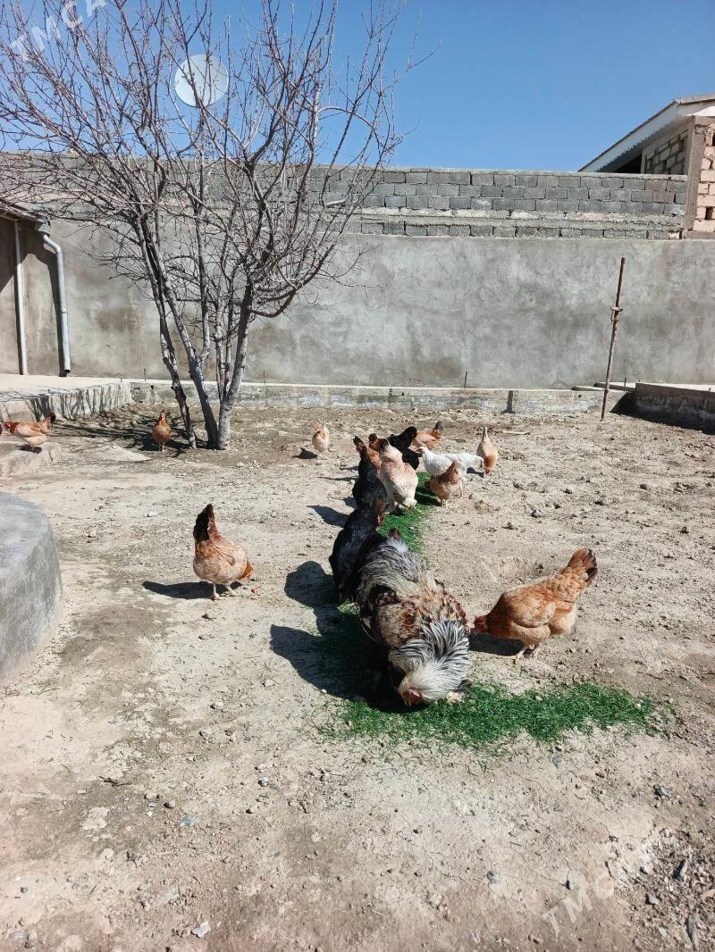 towuk - Gyzylarbat - img 1