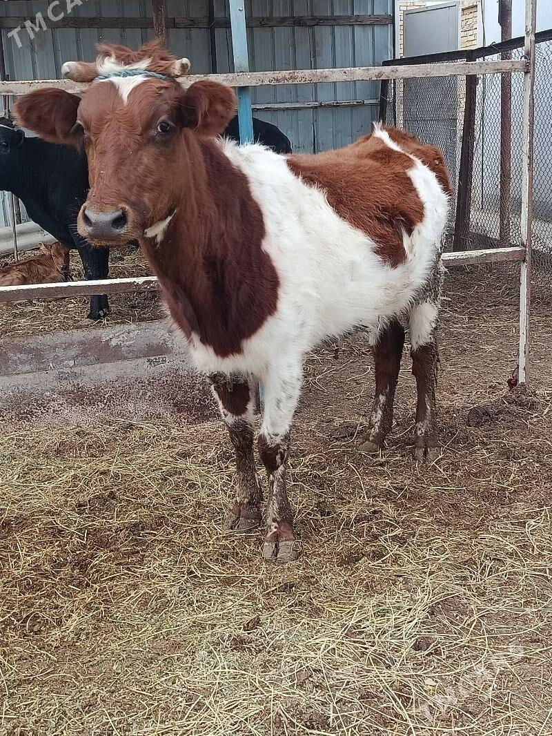 yetik bogaz gunajyn - Türkmenabat - img 1