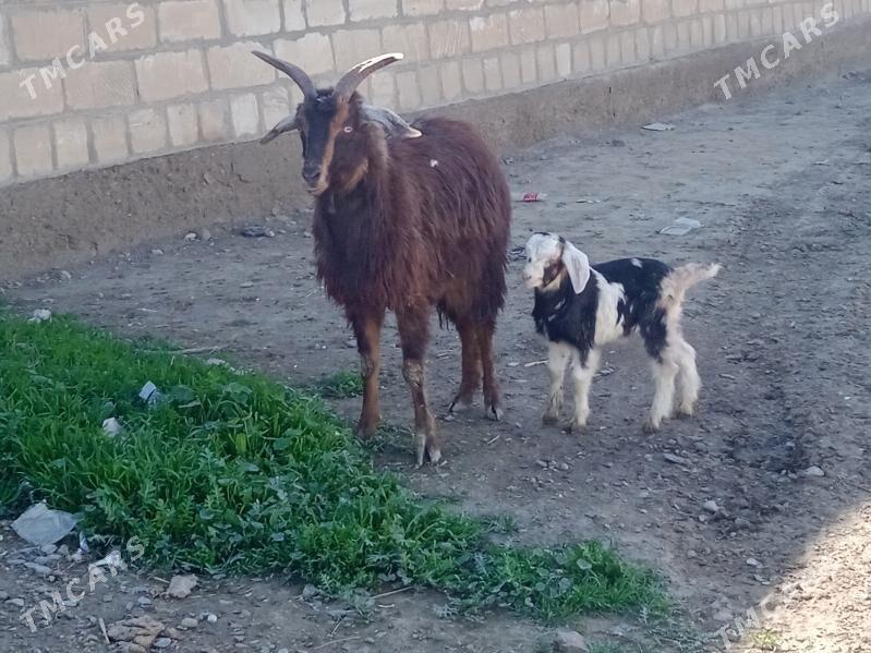 geci - Bäherden - img 1