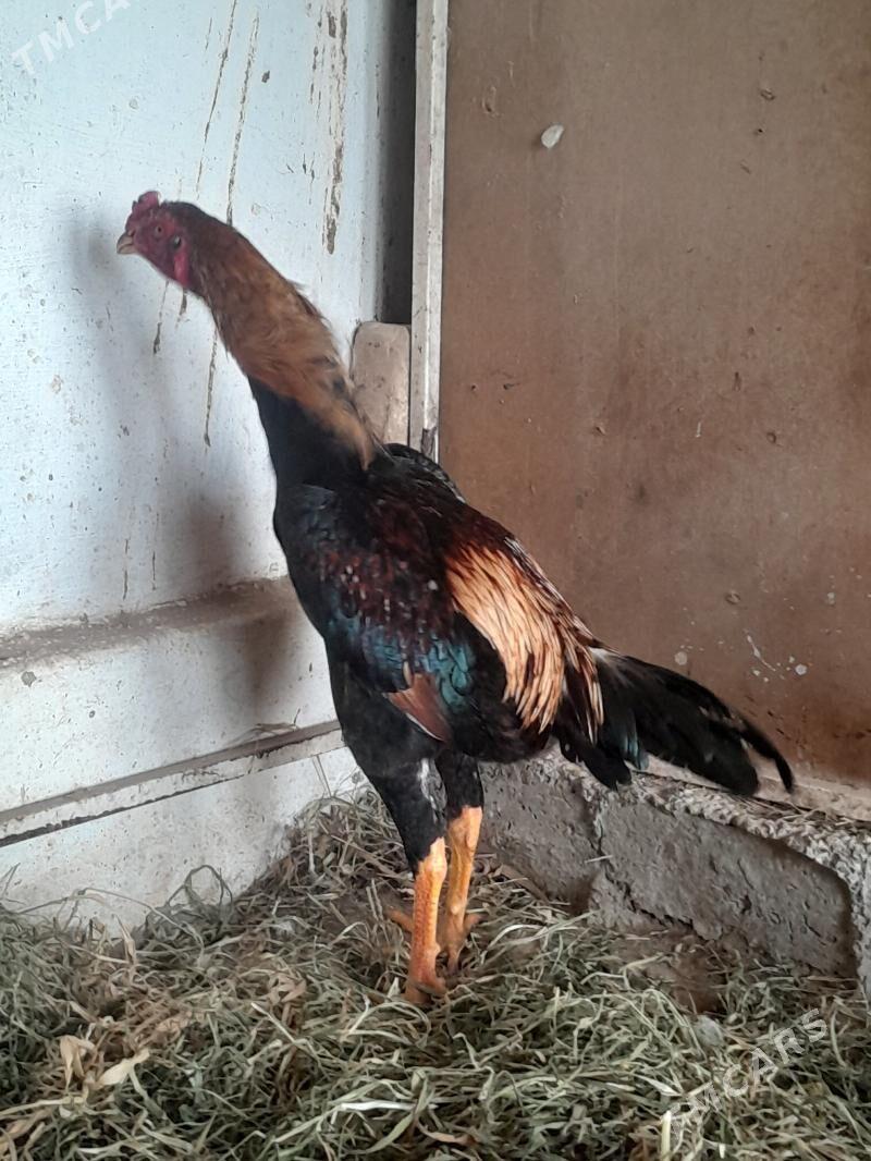 horaz - Mary - img 1