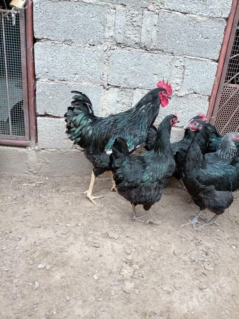 Jersi Tawyk - Джебел - img 1