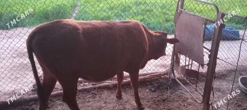 gulajyn - Мургап - img 1