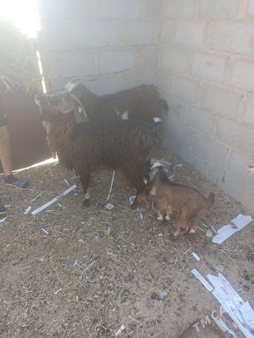 Geçi owlakly - Гумдаг - img 1