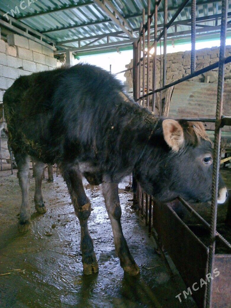 Tuwe - Ялкым - img 1