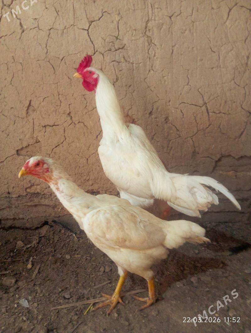 TASGENT HORAZ - Мургап - img 1