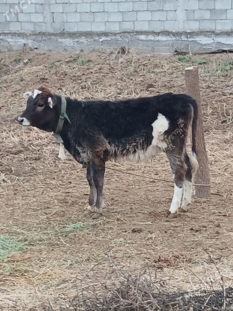 Tuwe - Gökdepe - img 1