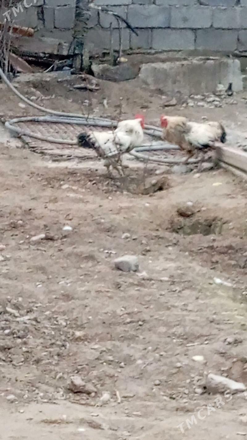 horaz - Бузмеин - img 1