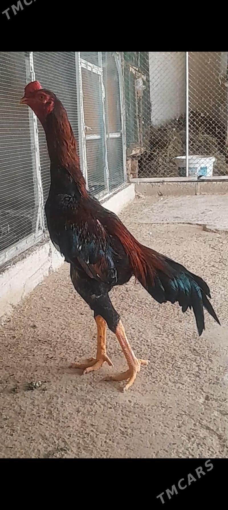 horaz - Мары - img 1