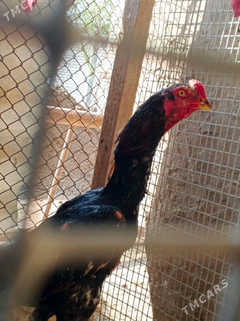 Horaz Bayes - Мары - img 1