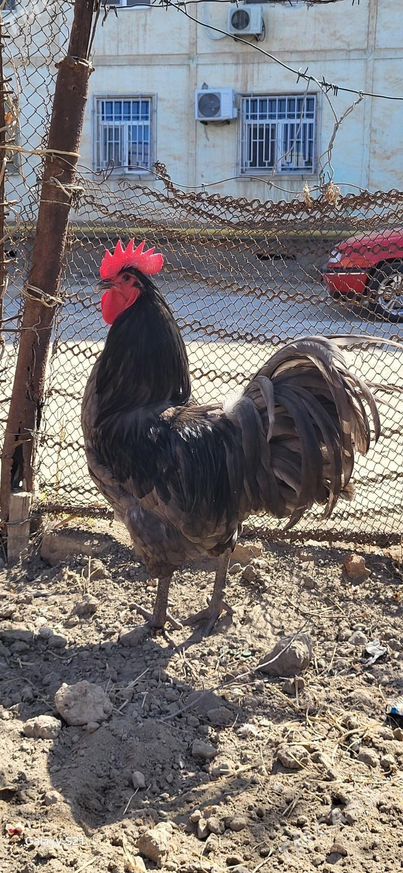 австралорп - Türkmenabat - img 1