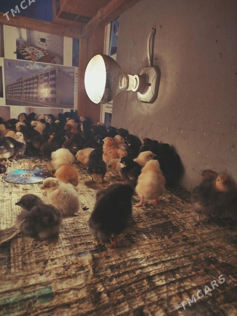 Paroda juyje - Türkmenabat - img 1