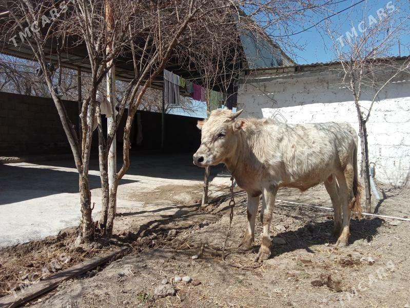 Okuz - Ак-Бугдайский этрап - img 1