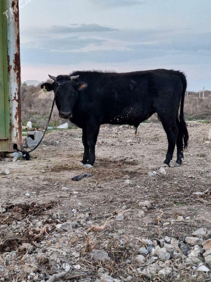 okuz - Яшлык - img 1