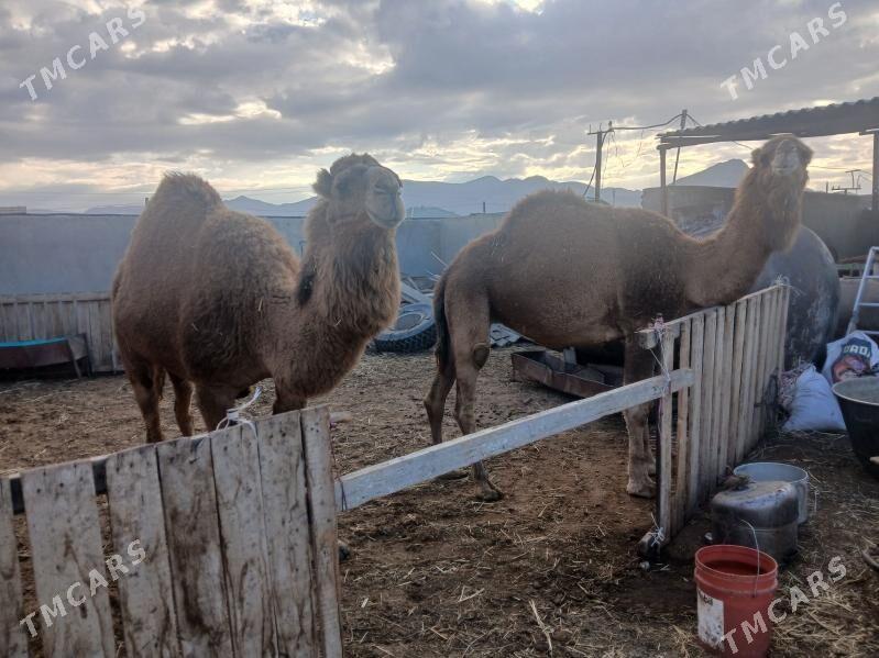 дуйелер - Balkanabat - img 1