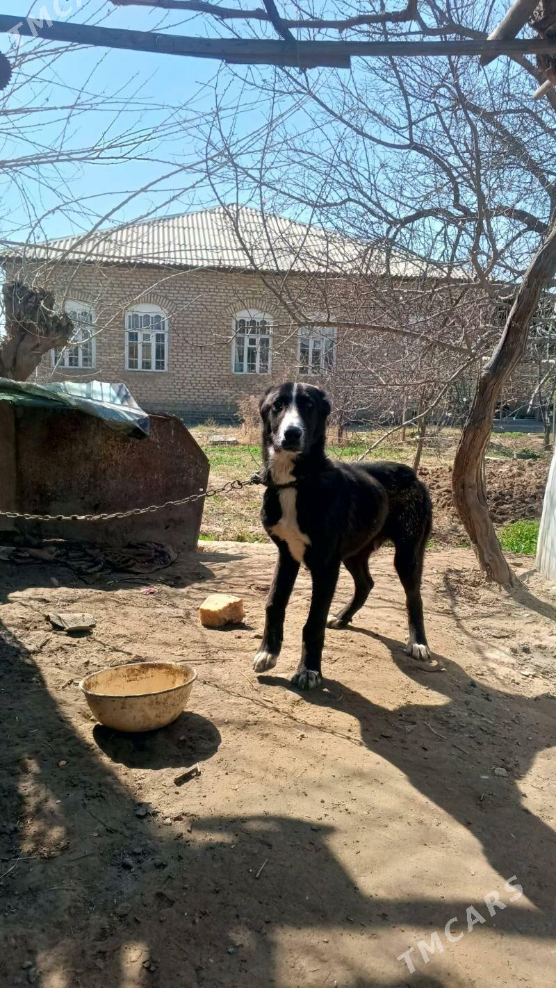 alabay Türkmen it - Mary - img 1