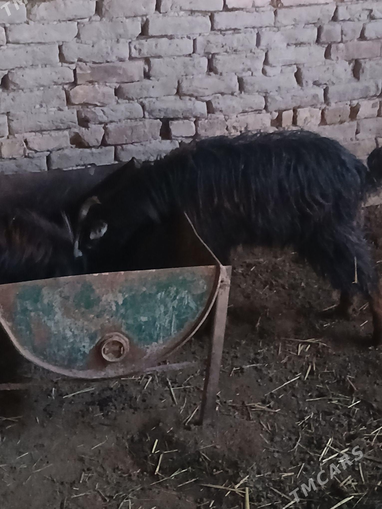 Çewiş - Мургап - img 1