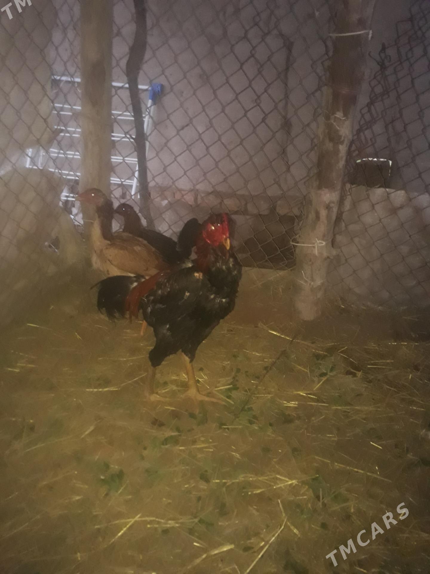 Bayes horaz - Халач - img 1