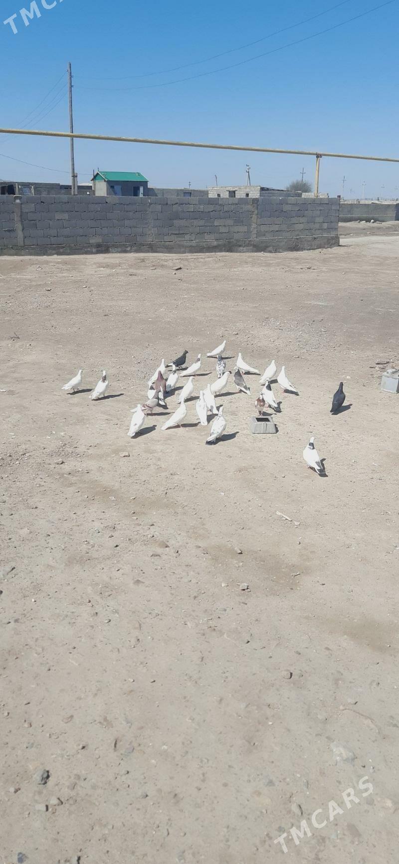 kepderi - Берекет - img 1