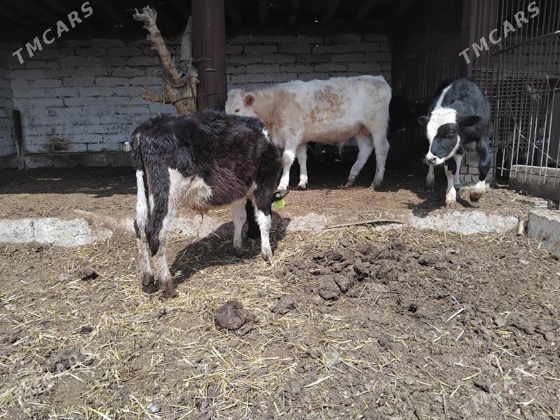 окузче - Туркменабат - img 1