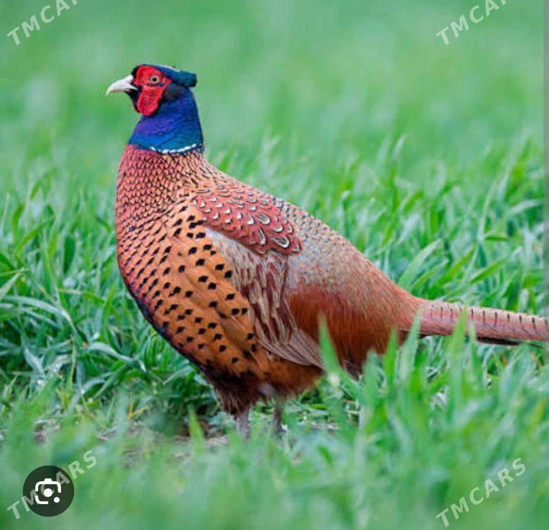 sulgun we. kakilik yumurtgasy - Mary - img 1