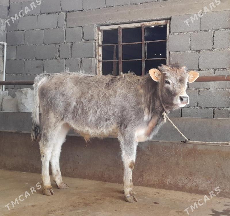 öküz - Büzmeýin - img 1