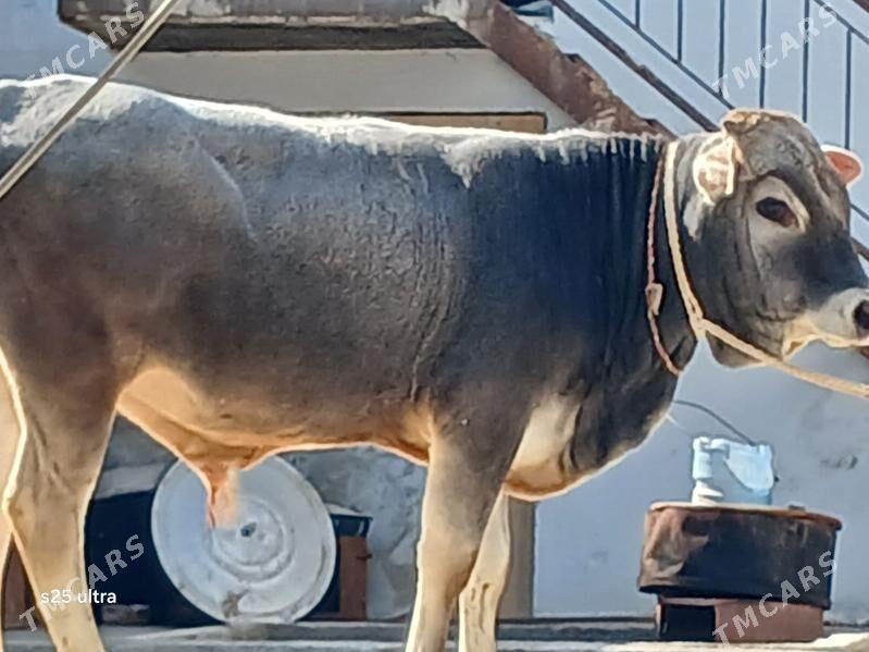 şiwet ökuz - Aşgabat - img 1