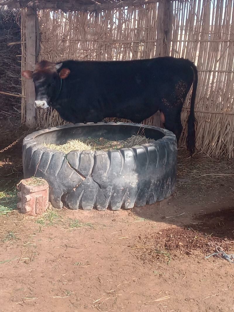 Öküz - Бабадайхан - img 1