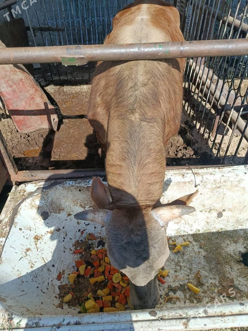 okuz - Ялкым - img 1