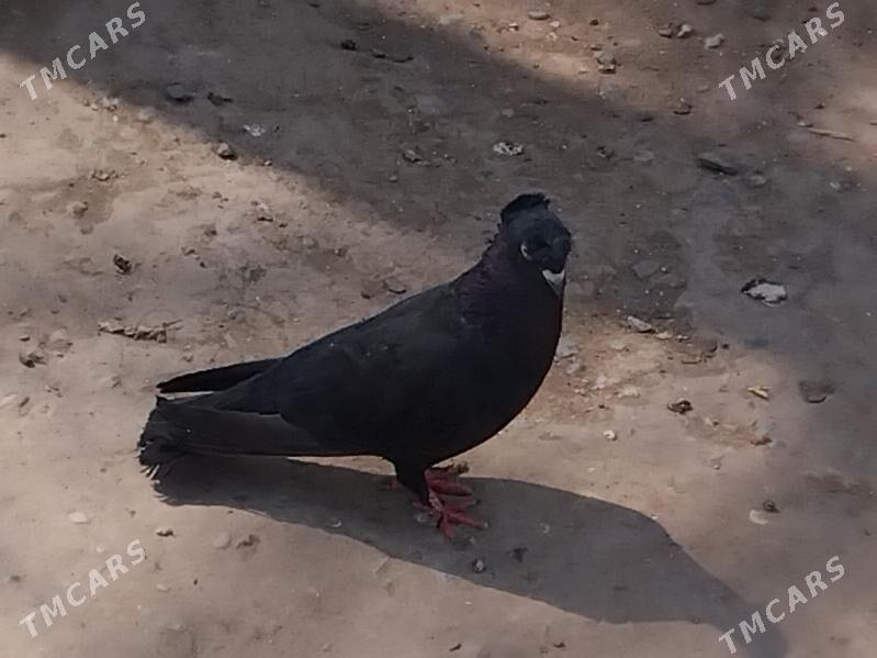 kepder - Türkmenabat - img 1