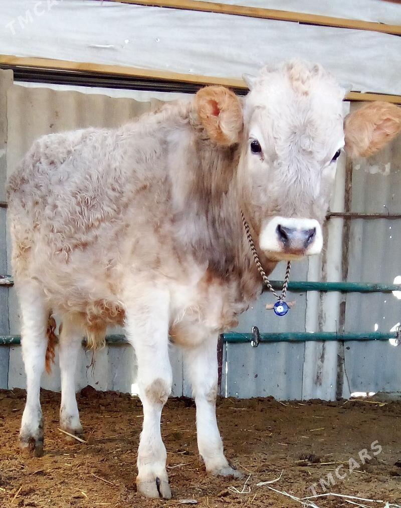 öküz - Гёкдепе - img 1