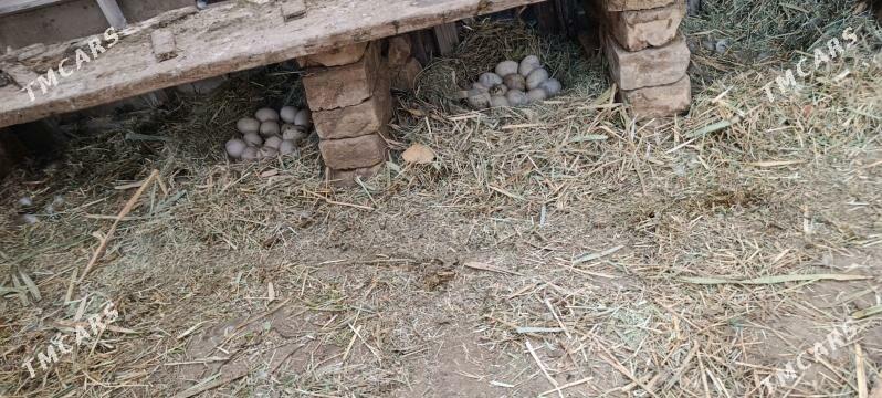 İndugutga ýumurta - Векильбазар - img 1