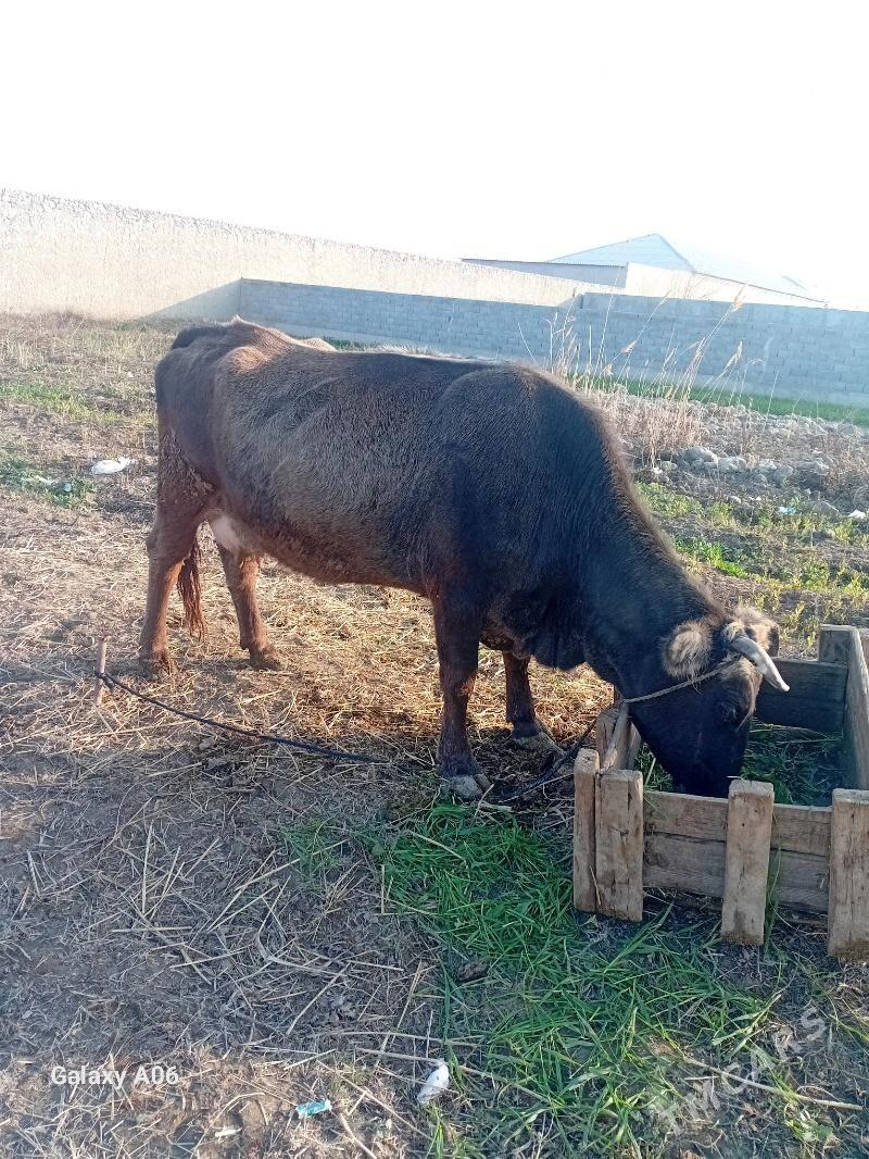 goleli sygyr - Bäherden - img 1