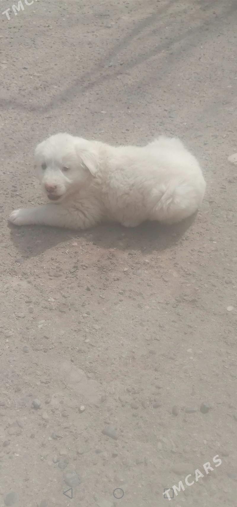 Küjük. Шенок - Türkmenabat - img 1