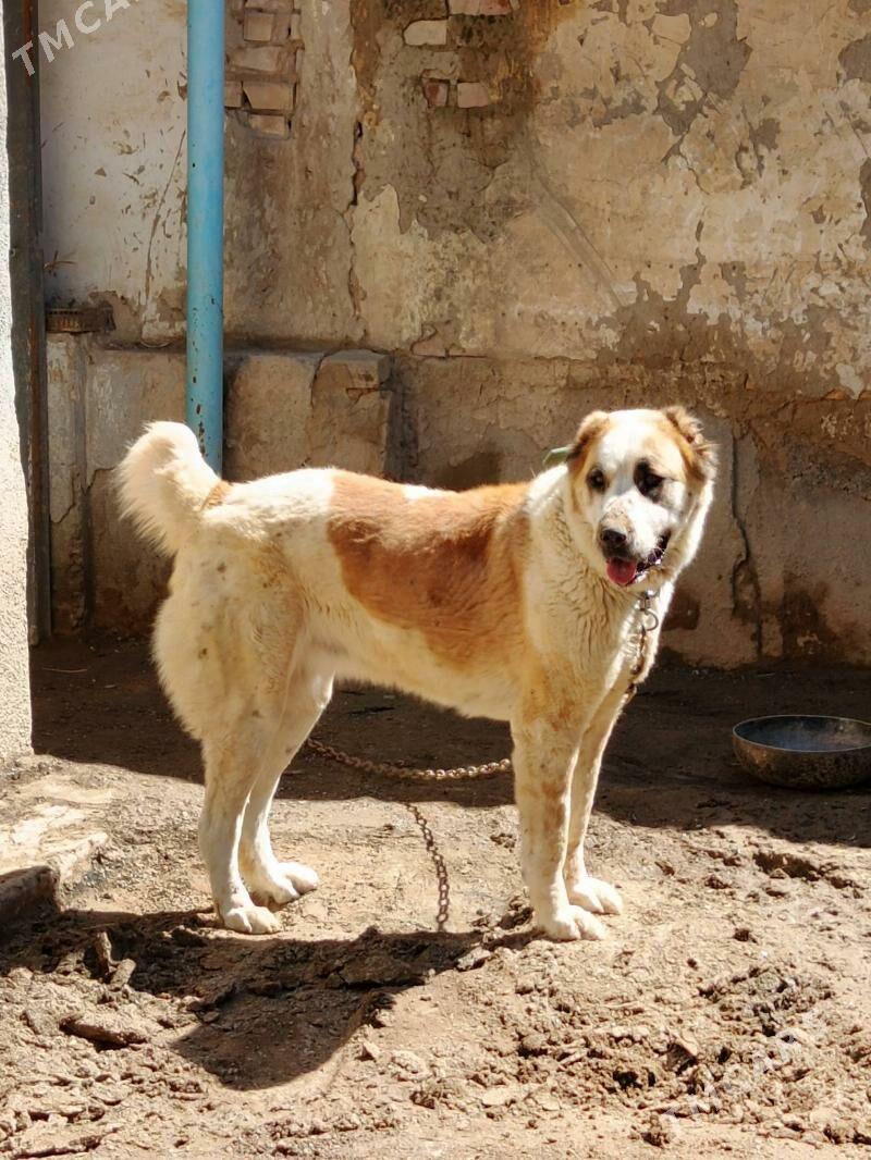 it - Aşgabat - img 1