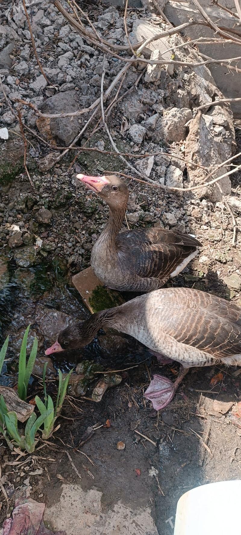 Iki Gaz - Туркменабат - img 1