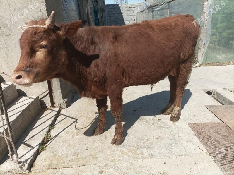 oküz - Bagyr - img 1