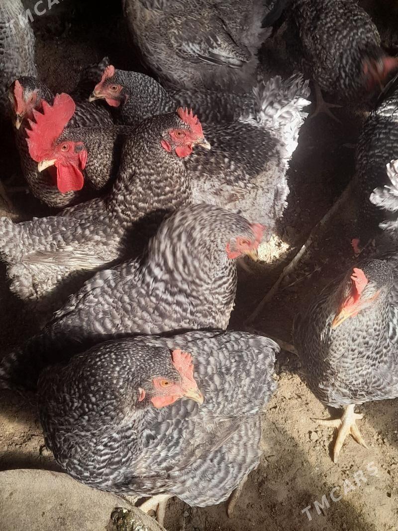 dominat towuk - Бахарден - img 1