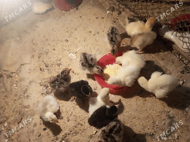 induk - Байрамали - img 1