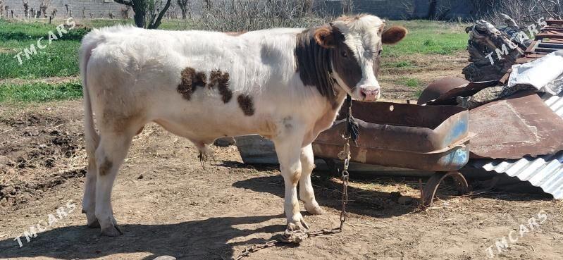 OKUZ - Bäherden - img 1