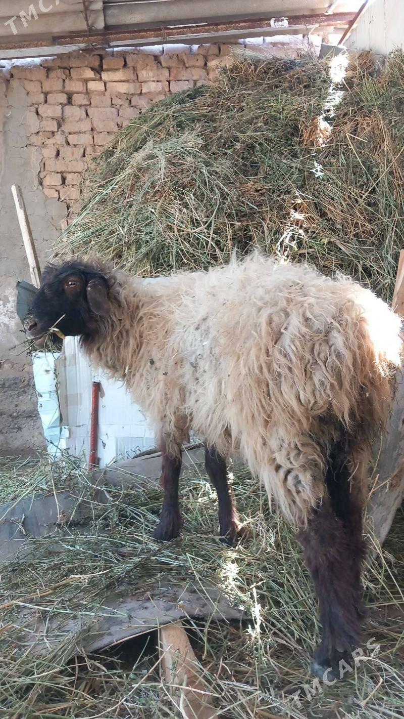 Goyun - Tejen - img 1