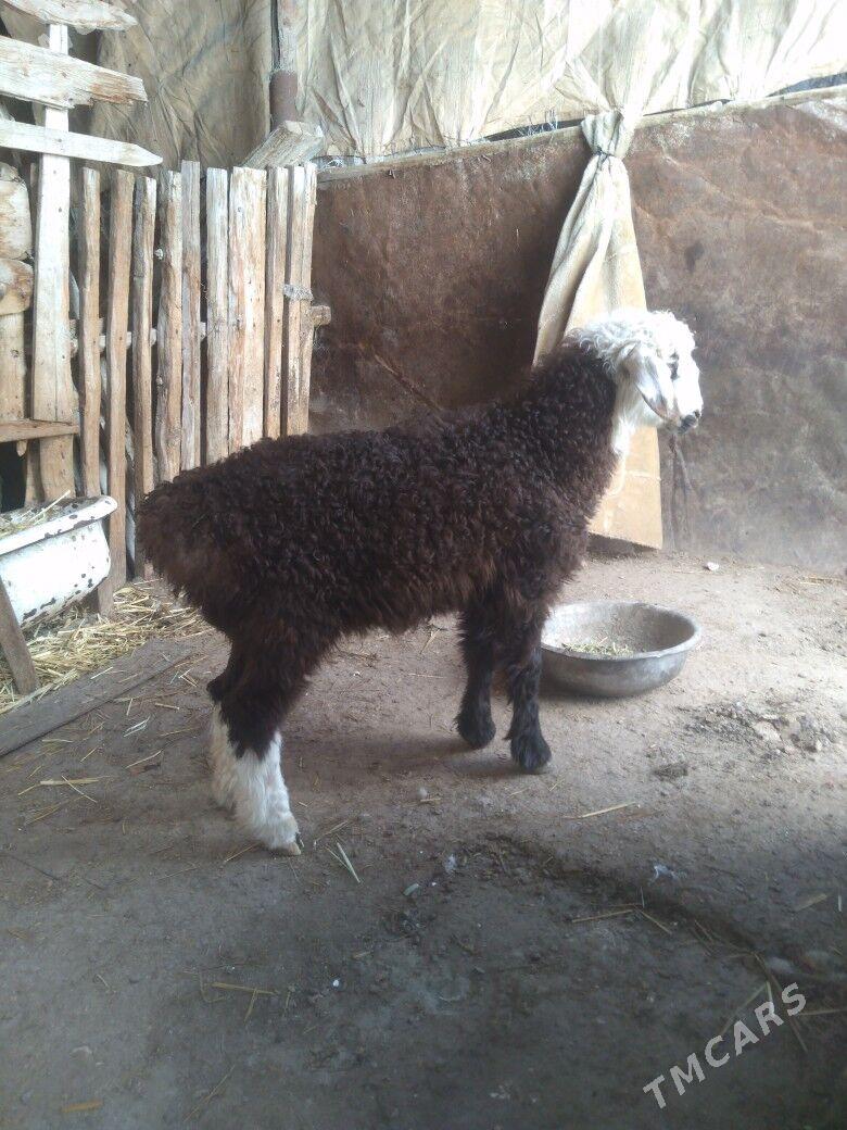 Berre tokly - Балканабат - img 1