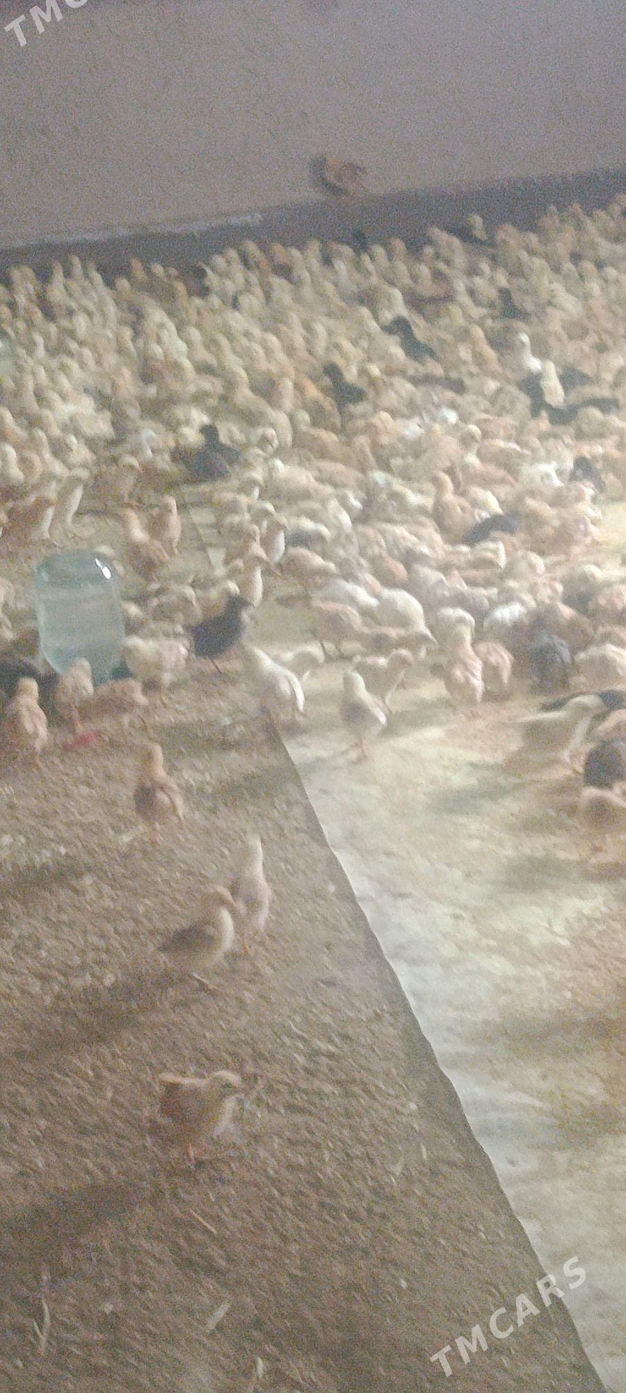 juje - Губадаг - img 1