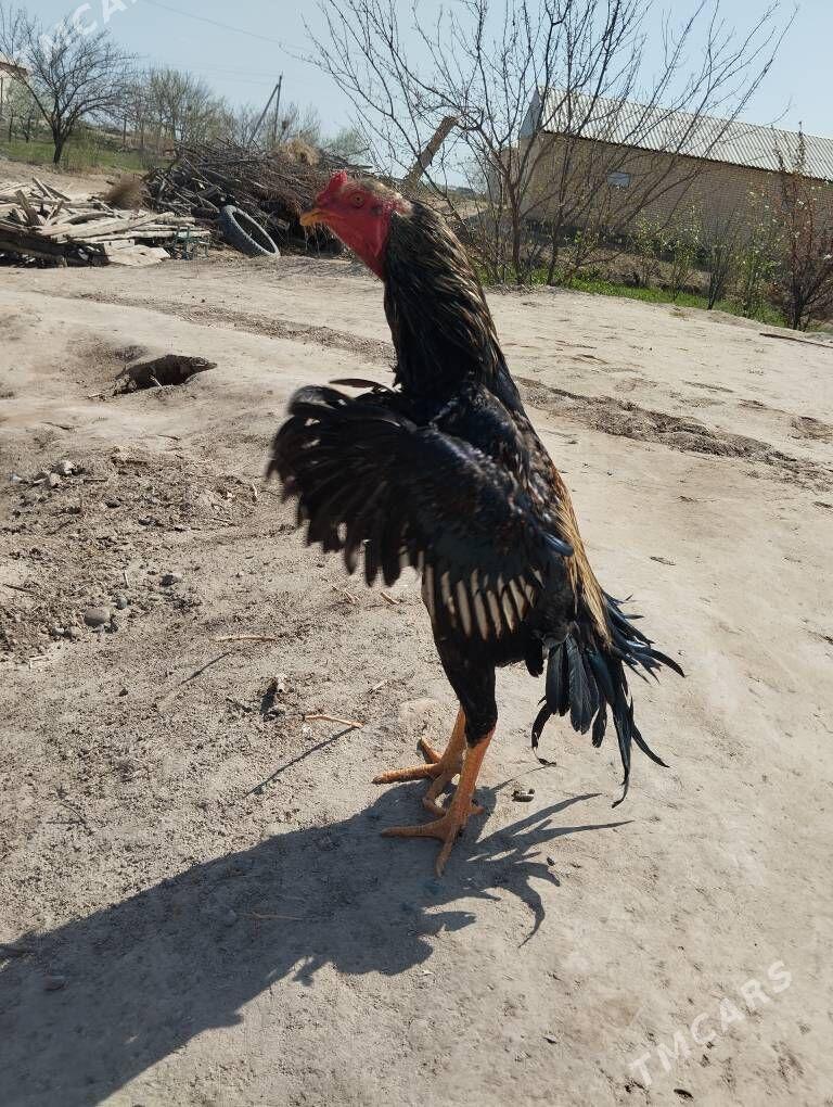 Bayes - Sakarçäge - img 1